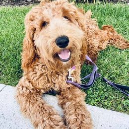 Goldendoodle Puppies from Kzoo Goldendoodles