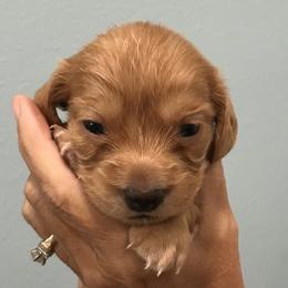 AKC Boy 2 - Red male Dachshund puppy in Bolivar Peninsula, Texas from A and G Dachsunds