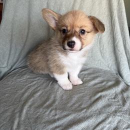 Harvest - Sable female Pembroke Welsh Corgi puppy in Indianapolis, Indiana from Mk’s Corgis