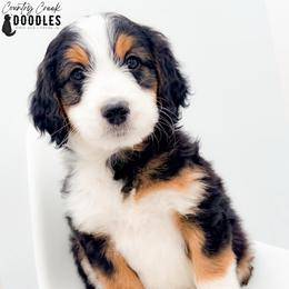 Elijah - male Australian Mountain Doodle puppy in Tipton, Indiana from Country Creek Doodles