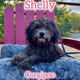 Shelly - female Corgipoo puppy in Garland, Texas from Brewer's Doodles and French Bulldogs
