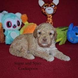 King Julien - Golden male Cockapoo puppy in Hopkins, South Carolina from Sugar and Spice Cockapoos