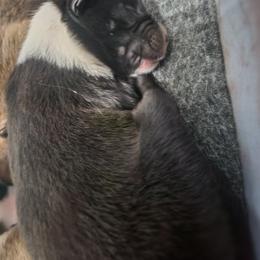 Boy 5 - Black and white male English Shepherd puppy in Columbia, Connecticut from Tranquil Morning Farm