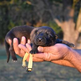Yellow - Sable male German Shepherd puppy in Cherryville, North Carolina from Masky Kennel