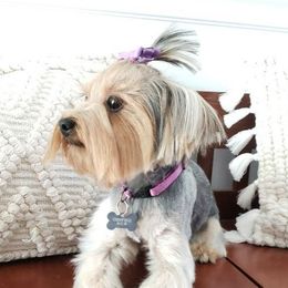 Lana - Yorkshire Terrier
