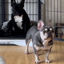 French Bulldogs from Cory's Frenchies