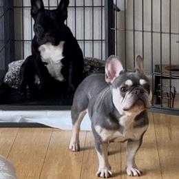 French Bulldogs from Cory's Frenchies