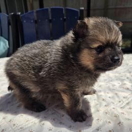 Navin - Wolf sable male Pomeranian puppy in New Lenox, Illinois from Illinois Poms