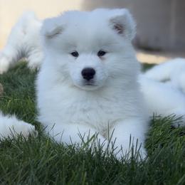 Labrador Retriever and Samoyed Puppies from Carefree Samoyeds & Deserthills Labradors