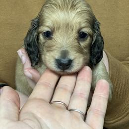 Girl 1 - Cream female Dachshund puppy in Benton City, Washington from DOXA Miniature Dachshunds