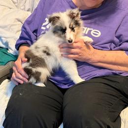 Spirit - Blue merle white and tan female Shetland Sheepdog puppy in Hansford, West Virginia from Belmar Shetland Sheepdogs