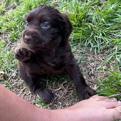 Boykin Spaniel and Goldendoodle Puppies from Double Shot Boykins