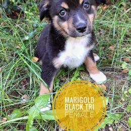 Marigold - Black tri female Miniature Australian Shepherd puppy in Kettle Falls, Washington from Ellie's Miniature Australian Shepherds