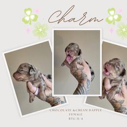 Charm - Dapple female Dachshund puppy in Grants Pass, Oregon from Redwood Dachshunds