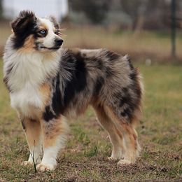 Faith - Toy Australian Shepherd