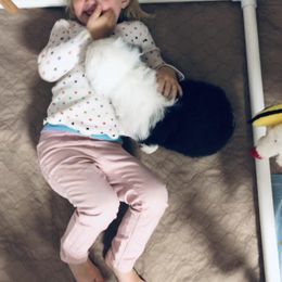 Old English Sheepdog Puppies from Bumblebears Old English Sheepdogs
