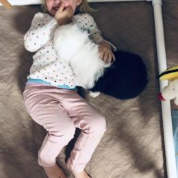 Old English Sheepdog Puppies from Bumblebears Old English Sheepdogs