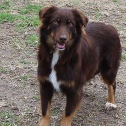 Sadie - Miniature Australian Shepherd