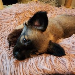 Barkley - Tri-colored male Pomeranian puppy in Pass Christian, Mississippi from Cristina Cammarota