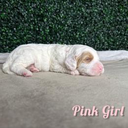 Pink girl - White female Bernedoodle puppy in Modesto, California from Two Doods Doodles