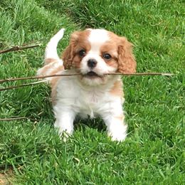 Cavalier King Charles Spaniel Puppies from Wellsworth CKCS