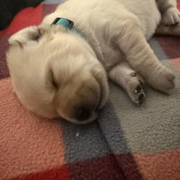 Twix - Yellow male Labrador Retriever puppy in Eugene, Oregon from LakeHouse Labrador Retriever LLC