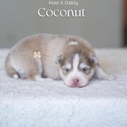 Coconut - Lavender male Pomsky puppy in San Mateo, California from The Pomsky Garden