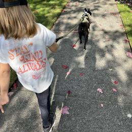 Boston Terrier Puppies from NW Boston Terriers