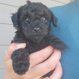 Rick - Phantom male Poodle puppy in Palmyra, Nebraska from Nebraska K9's