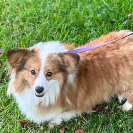Oppie - Pembroke Welsh Corgi