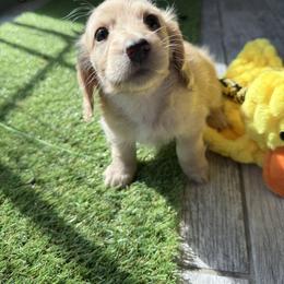 Reserved - Cream female Dachshund puppy in Erie, Pennsylvania from SWEET HONEY MINI DOXXIES