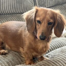 Ariel - Dachshund