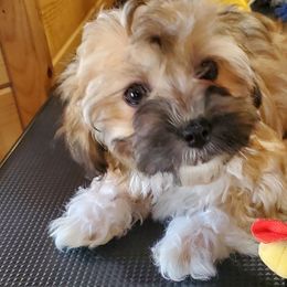 Miss Pearl - Silver sable female Havanese puppy in Manchester, Texas from Darrtfarms
