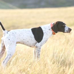 German Shorthaired Pointers from Hi-Tailyn Shorthairs