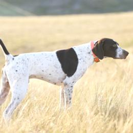 German Shorthaired Pointers from Hi-Tailyn Shorthairs