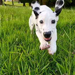 Skipper - White and black male Dalmatian puppy in Bremen, Georgia from Clark’s Dalmatians