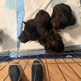 Miniature Schnauzer Puppies from Melissa Knight
