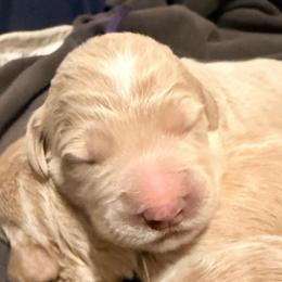 Prince Naveen - Cream male Goldendoodle puppy in Puyallup, Washington from Dawnie’s Doodles