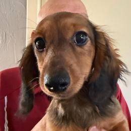 Kodiak - Red male Dachshund puppy in Shawnee, Oklahoma from Magic Eagle Miniature Dachshunds