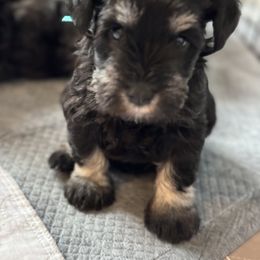 Miniature Schnauzer Puppies from Connie's Mini Schnauzer’s
