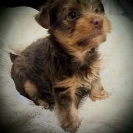 Dachshund and Yorkshire Terrier Puppies from Kimberly's Lovable Littles