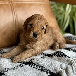 Labradoodle Puppies from Kona's Doodles