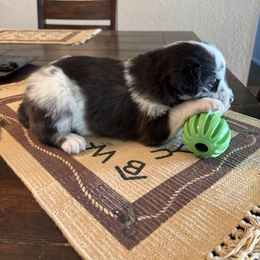 Rio - Blue merle male Miniature Australian Shepherd puppy in Geary, Oklahoma from Helm Farms Aussies