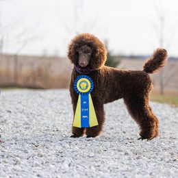 Poodle Puppies from Devin’s Purple Poodles