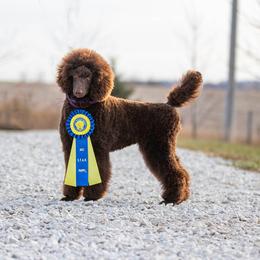 Poodle Puppies from Devin’s Purple Poodles