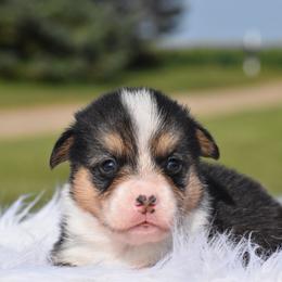 Yancy - Black and tan male Pembroke Welsh Corgi puppy in Gober, Texas from Trigger Time Kennels