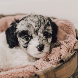 Cavapoo Puppies from The Cuddle Cavapoo Co.