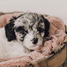 Cavapoo Puppies from The Cuddle Cavapoo Co.