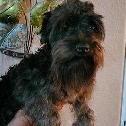 Raven - Miniature Schnauzer