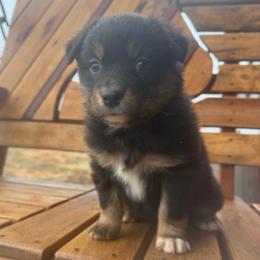 Crimp - Black tri-color female Australian Shepherd puppy in Wichita Falls, Texas from Spotted Mule Aussies